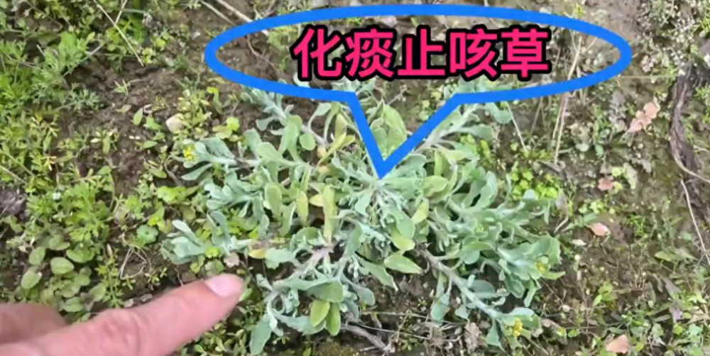 关于止咳草药图片大全止咳草的信息