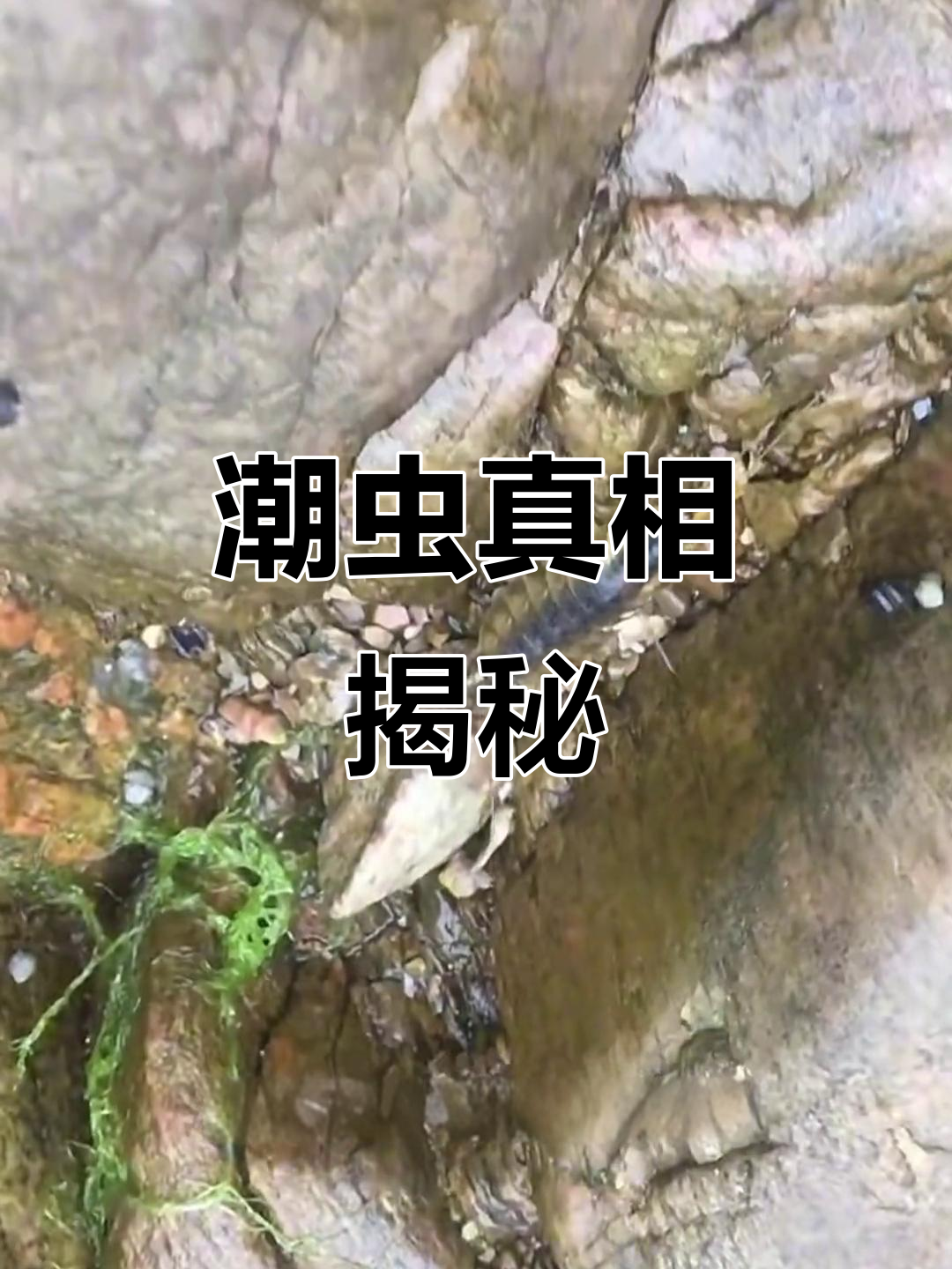 海蟑螂图片(海蟑螂图片 有毒)