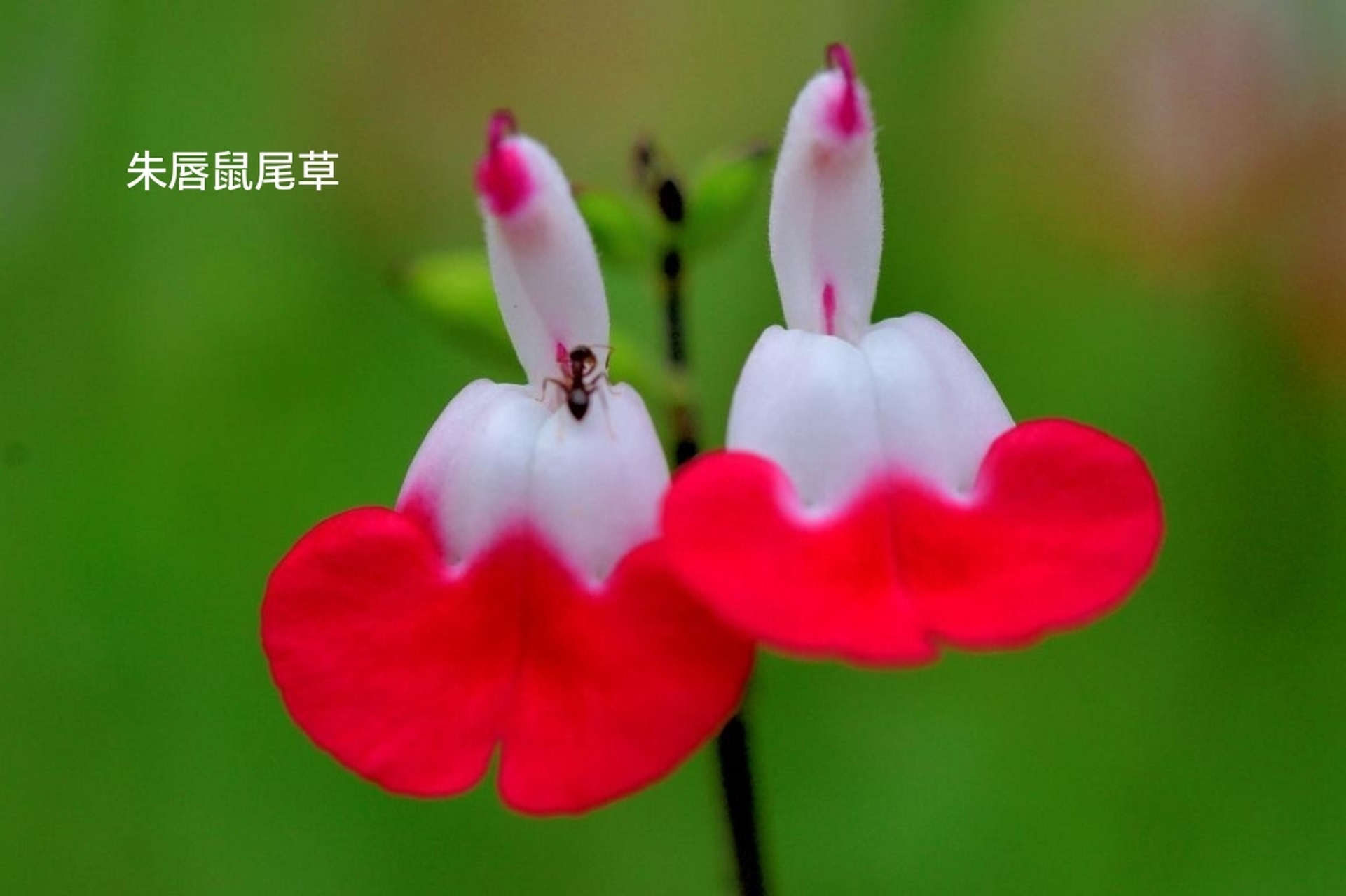 朱唇(朱唇的拼音)