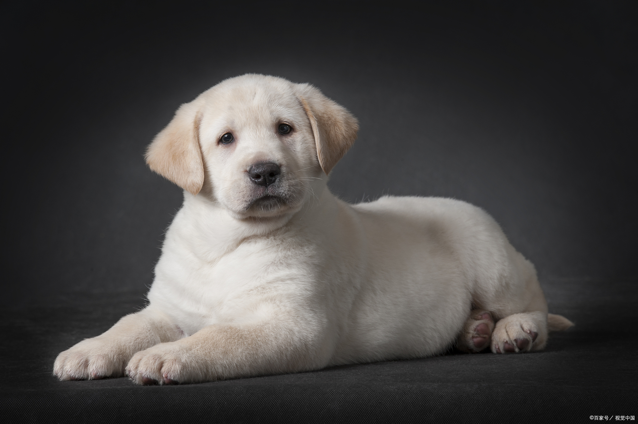 拉布拉多犬图片纯种(拉布拉多犬图片和价格)