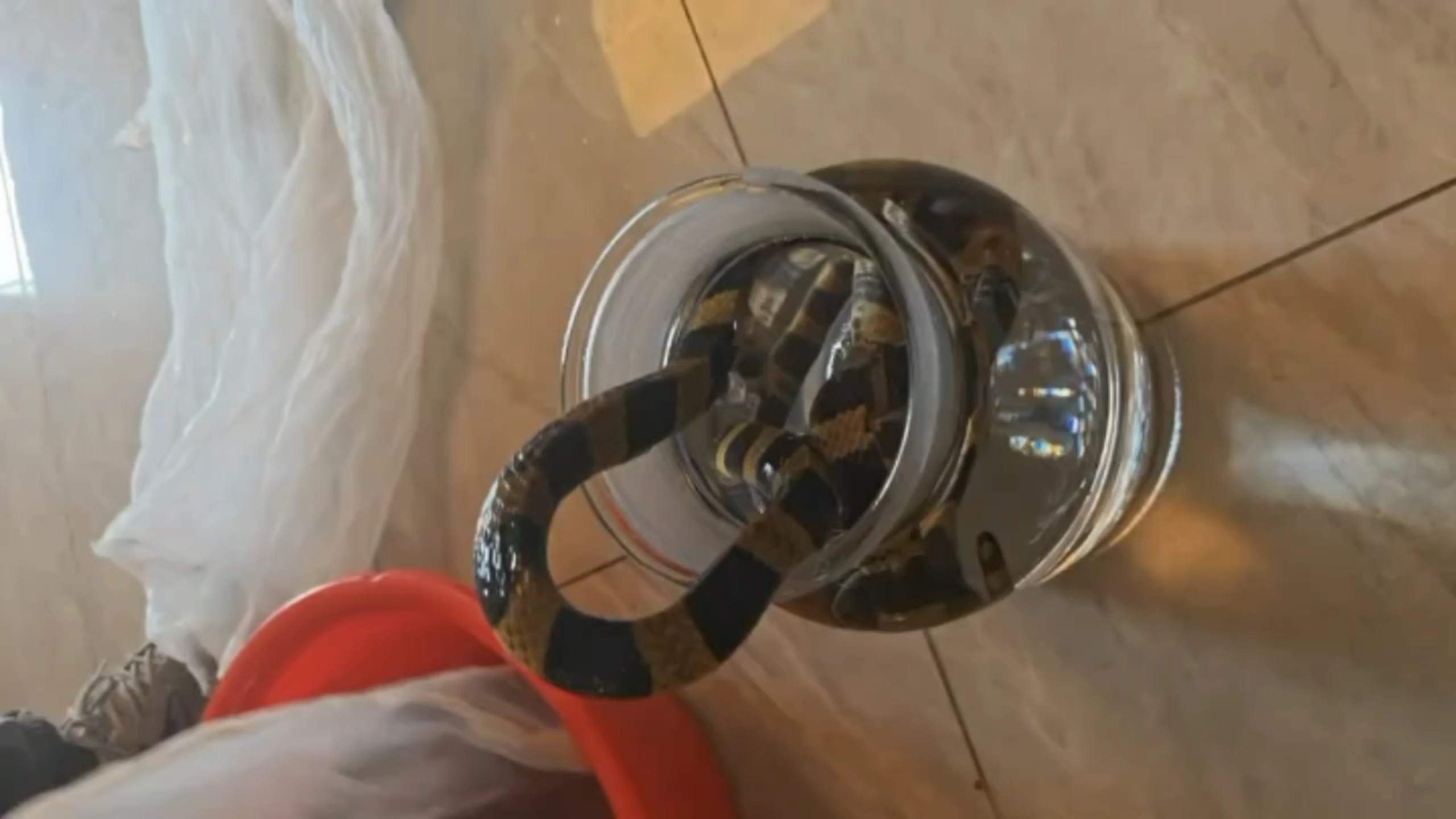 银环蛇泡酒(打死银环蛇判几年)
