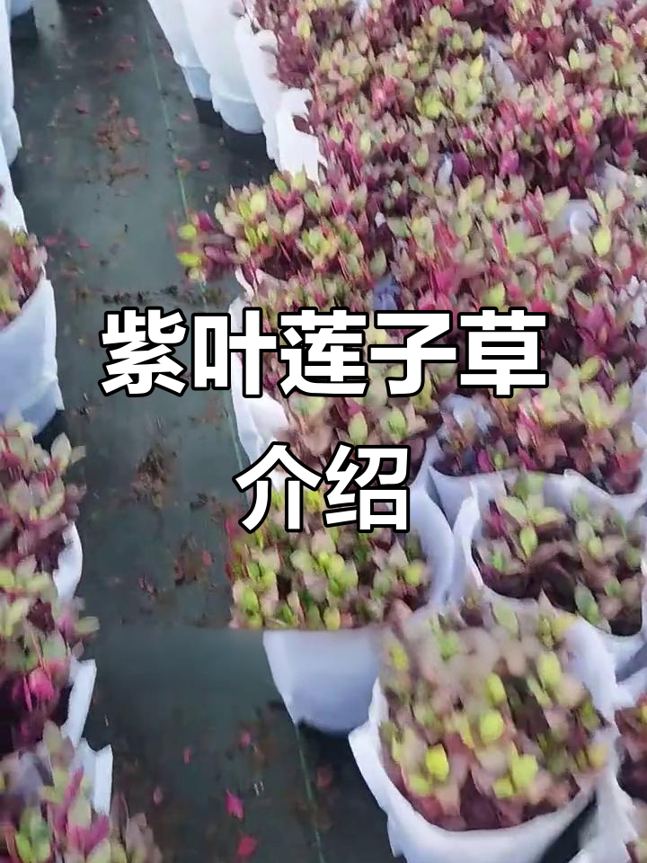 莲子草的功效与作用图片(莲子草的功效与作用图片大全)