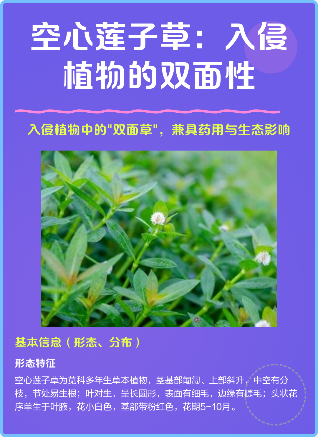 莲子草的功效与作用图片(莲子草的功效与作用图片大全)