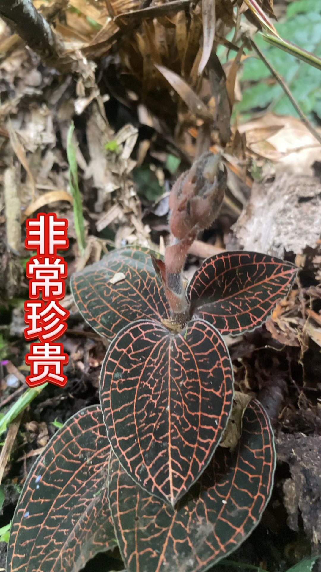 金边莲(金边莲功效与主治)