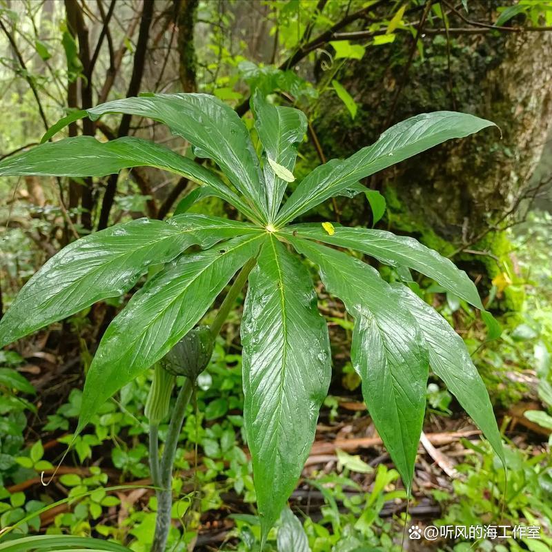 虎掌(虎掌草的功能主治配方) 虎掌(虎掌草的功能主治配方)