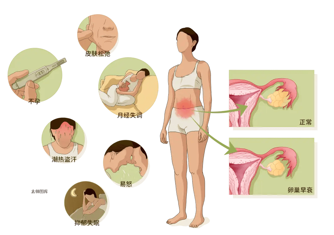 女生生殖器官图片的简单介绍