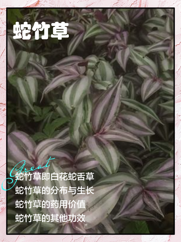 过塘蛇的功效与作用(过塘蛇草药图片大全和名称)