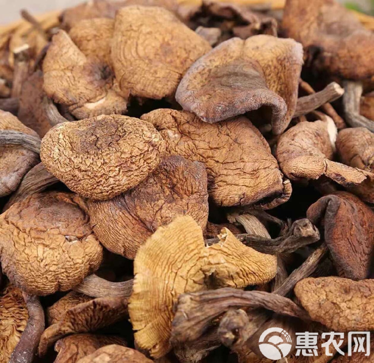各种蘑菇图片及名称(100种无毒蘑菇图片)