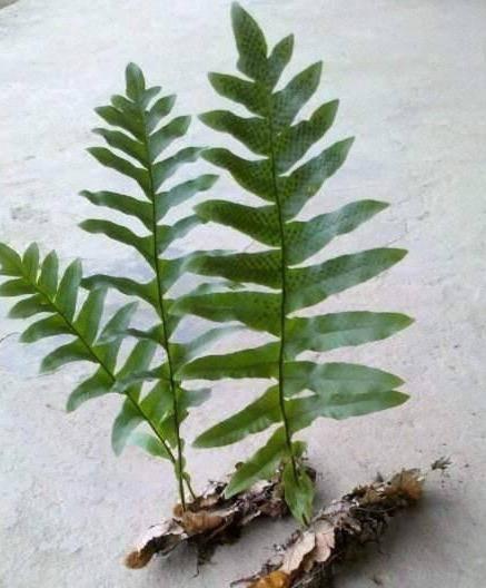 槲蕨的功效与作用(槲蕨的功效与作用及禁忌)