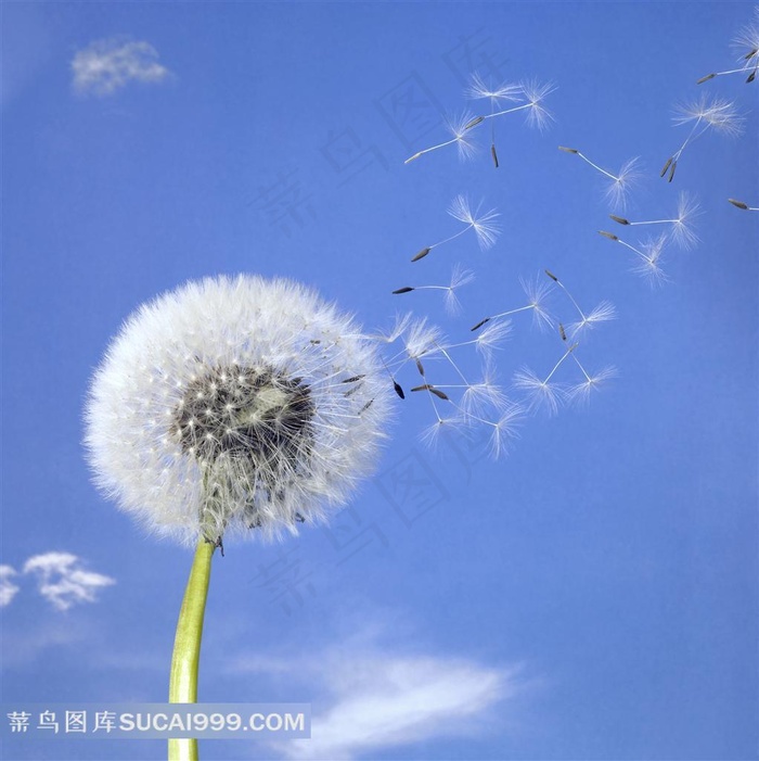 蒲公英图片大全(蓝天白云蒲公英图片大全)
