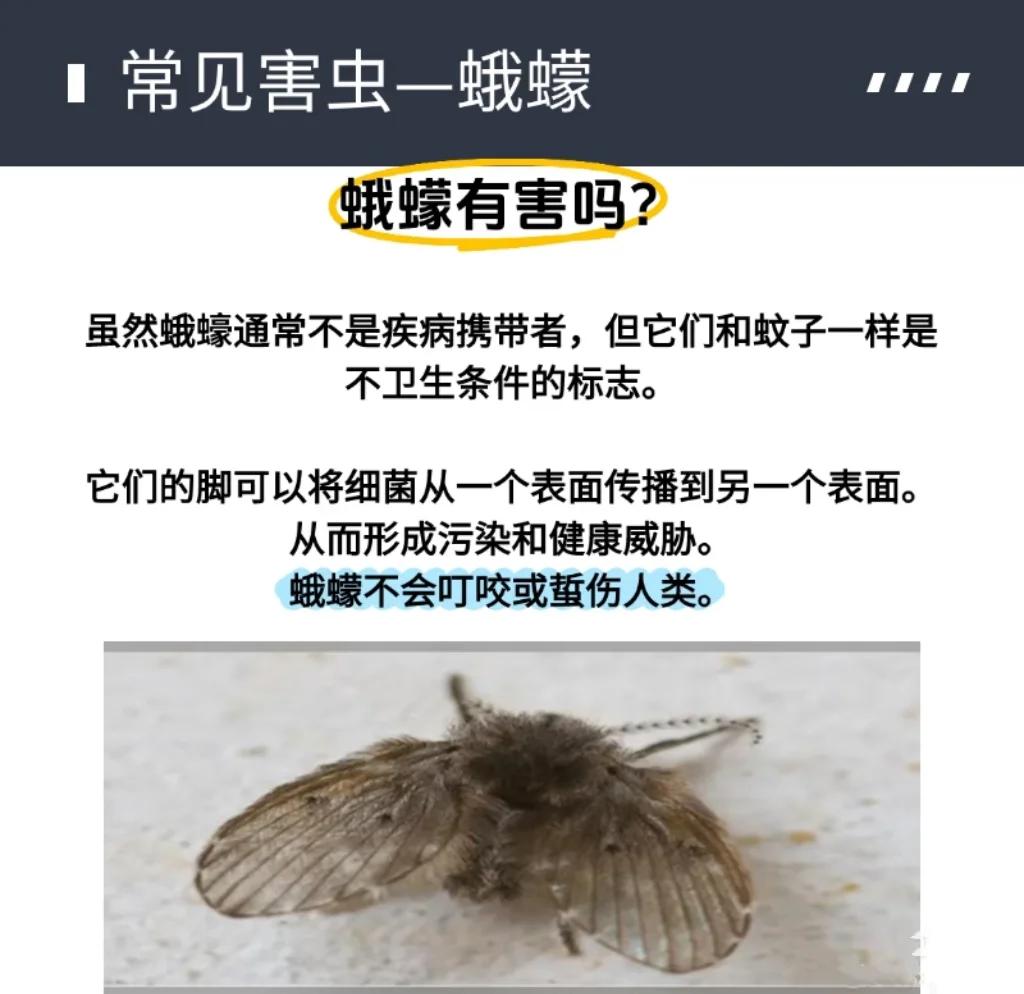 家里有小飞蛾怎么样才能彻底去除(家里有小飞蛾是怎么回事怎么样才能彻底去除)