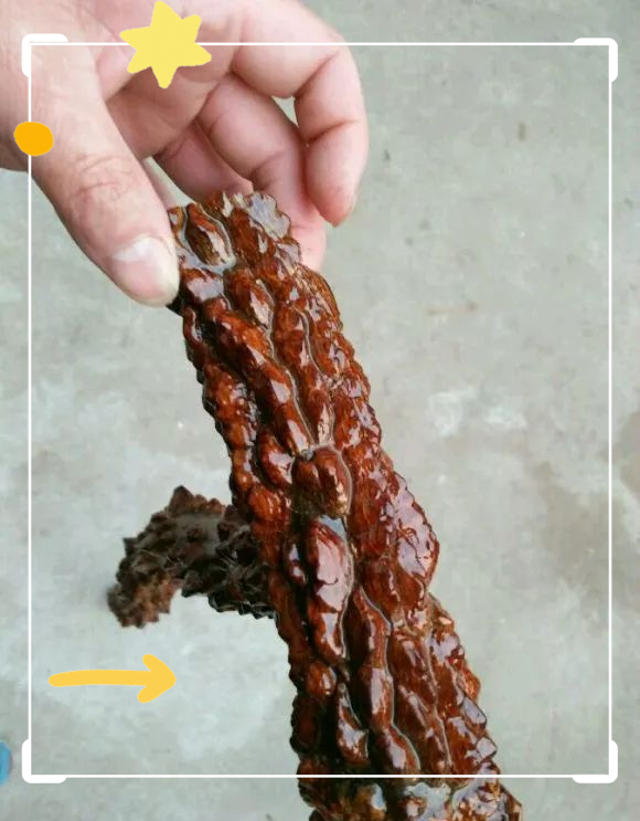 真正的降龙木图片(真正的降龙木图片 拐杖)