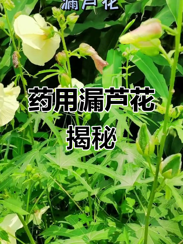 漏芦图片(漏芦的毒性有多强)