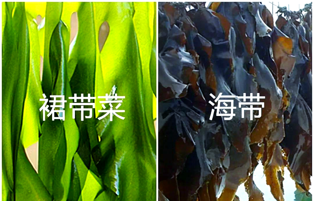 裙带菜和紫菜的区别(裙带菜和紫菜的区别在哪里) 裙带菜和紫菜的区别(裙带菜和紫菜的区别在哪里)