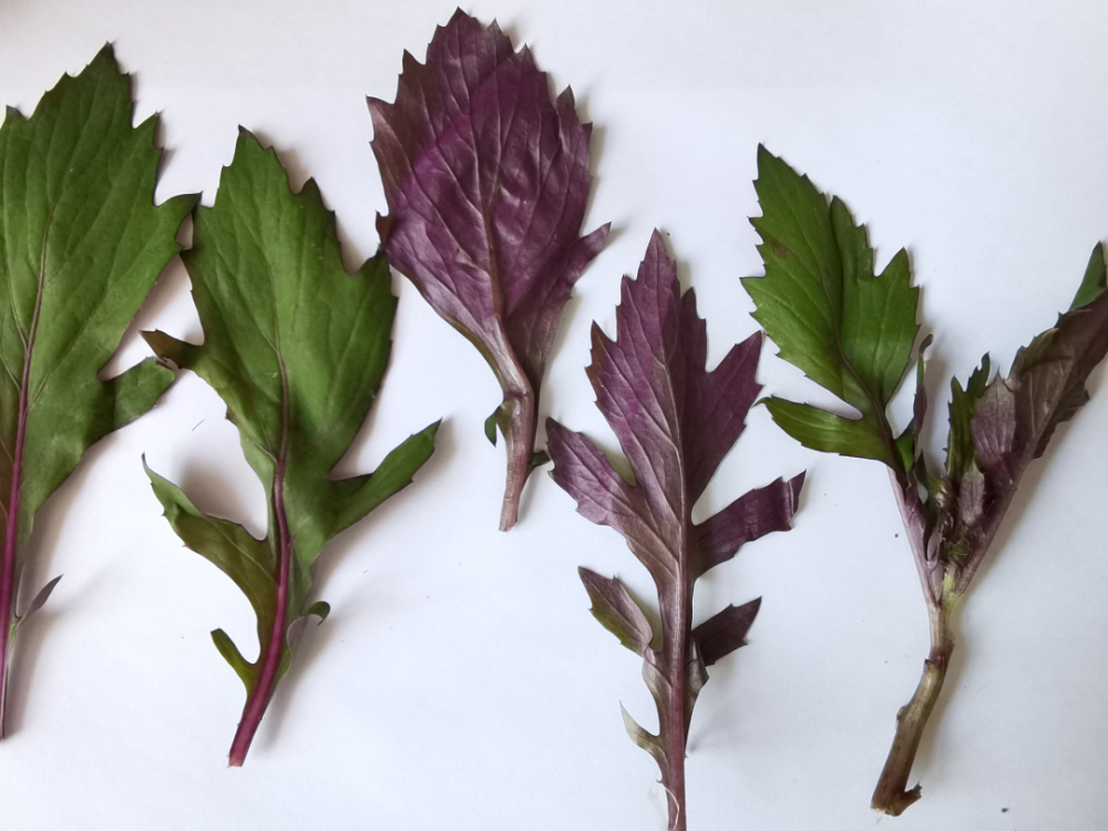 血皮菜的功效与作用(血皮菜的功效与作用构树汁的功效)