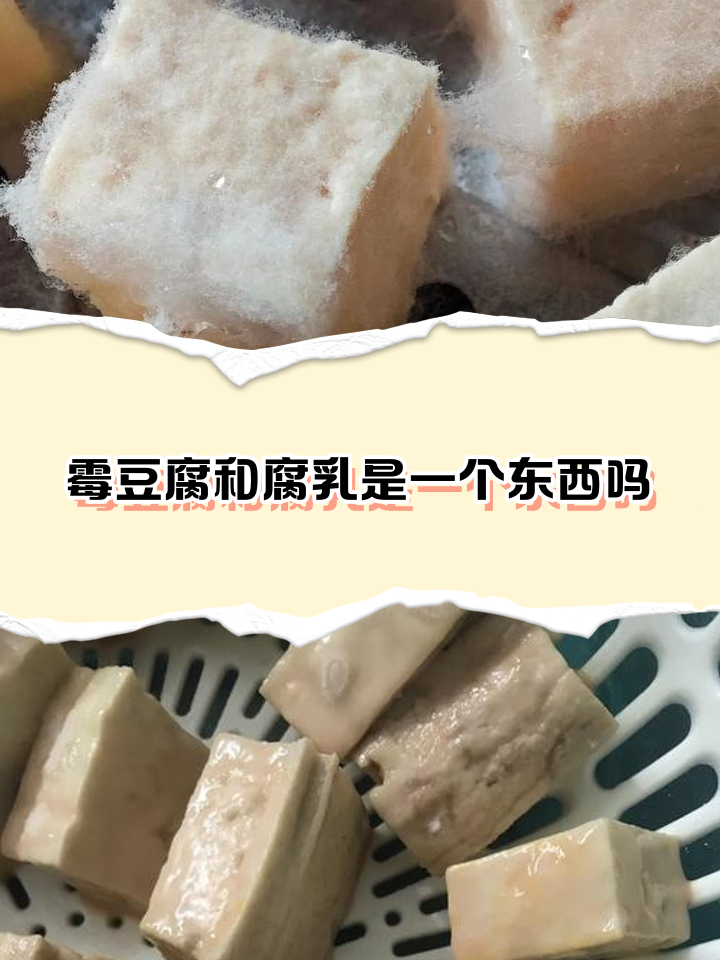 霉豆腐长白霉还能吃吗(霉豆腐长的白毛主要是什么菌) 霉豆腐长白霉还能吃吗(霉豆腐长的白毛主要是什么菌)