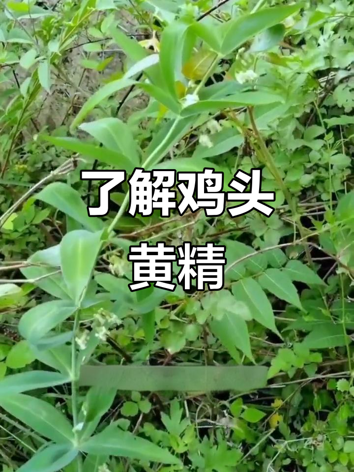 鸡头根的功效与作用(鸡头根的功效与作用是什么)