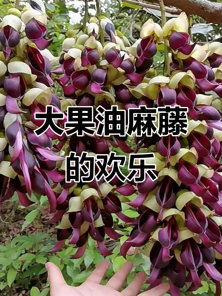 油麻藤图片(油麻藤的图片功效与作用)