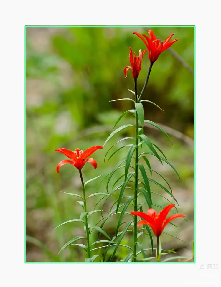野百合花图片(崂山野百合花图片)