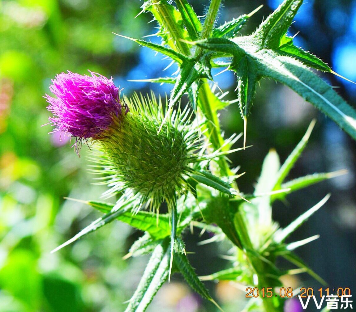 飞廉图片(飞廉图片中草药) 飞廉图片(飞廉图片中草药)