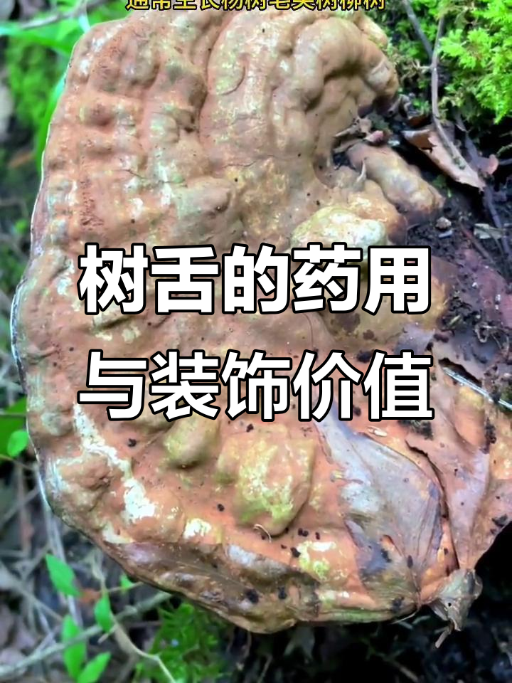 树舌的功效与作用及服用方法(树舌的功效与作用及禁忌的功效与作用)