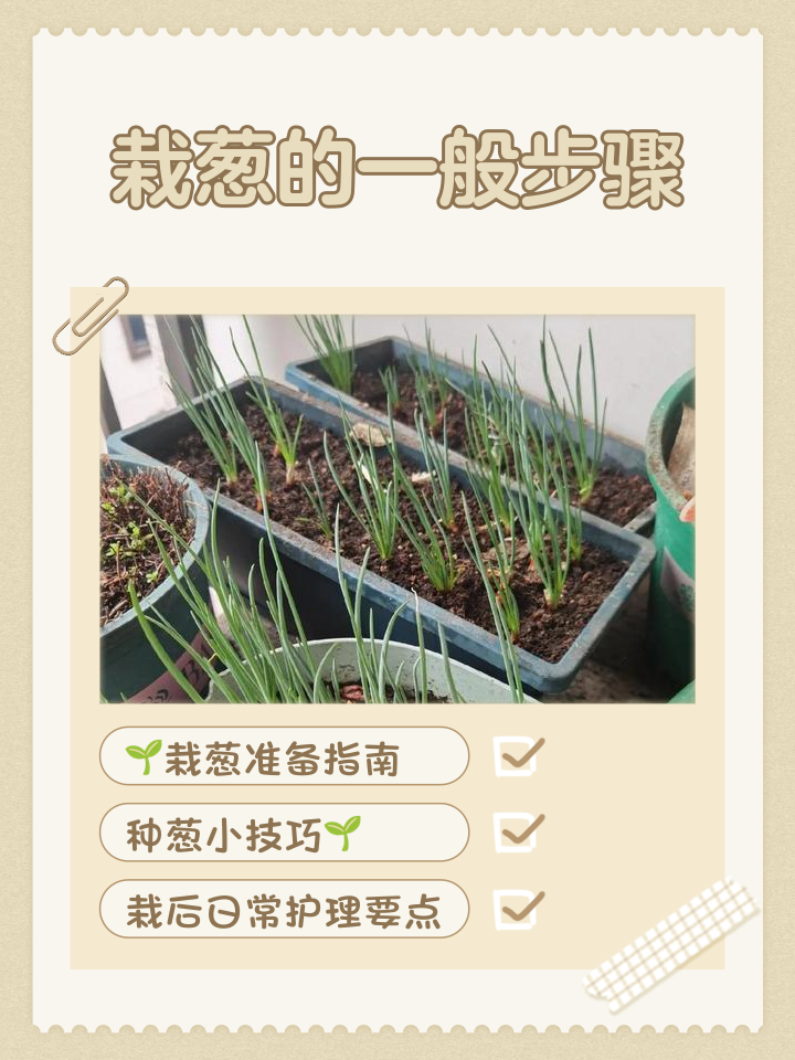 大葱为什么不吃叶子(大葱为什么不吃叶子呢)