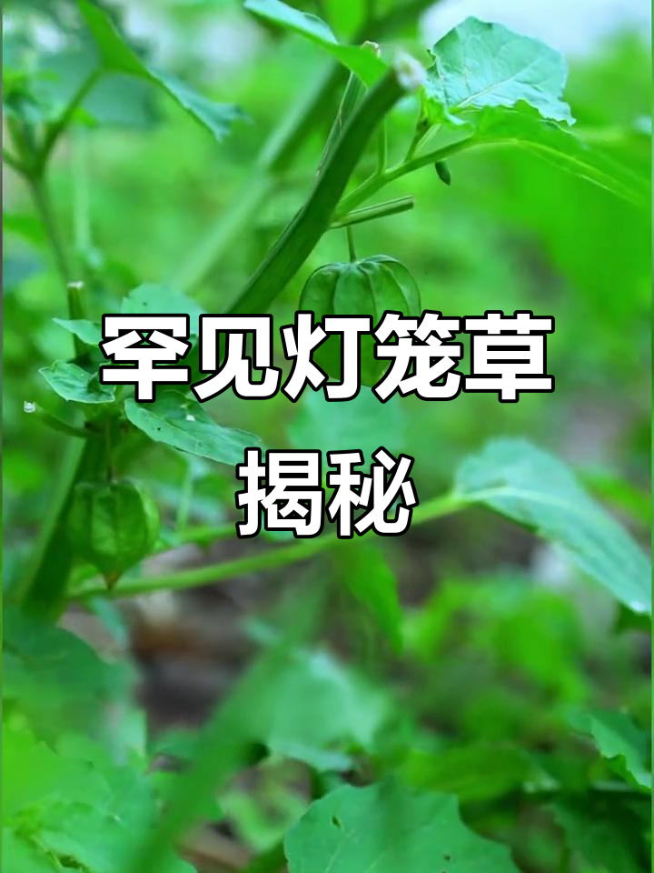 灯笼草图片(灯笼草图片大全大图真实)