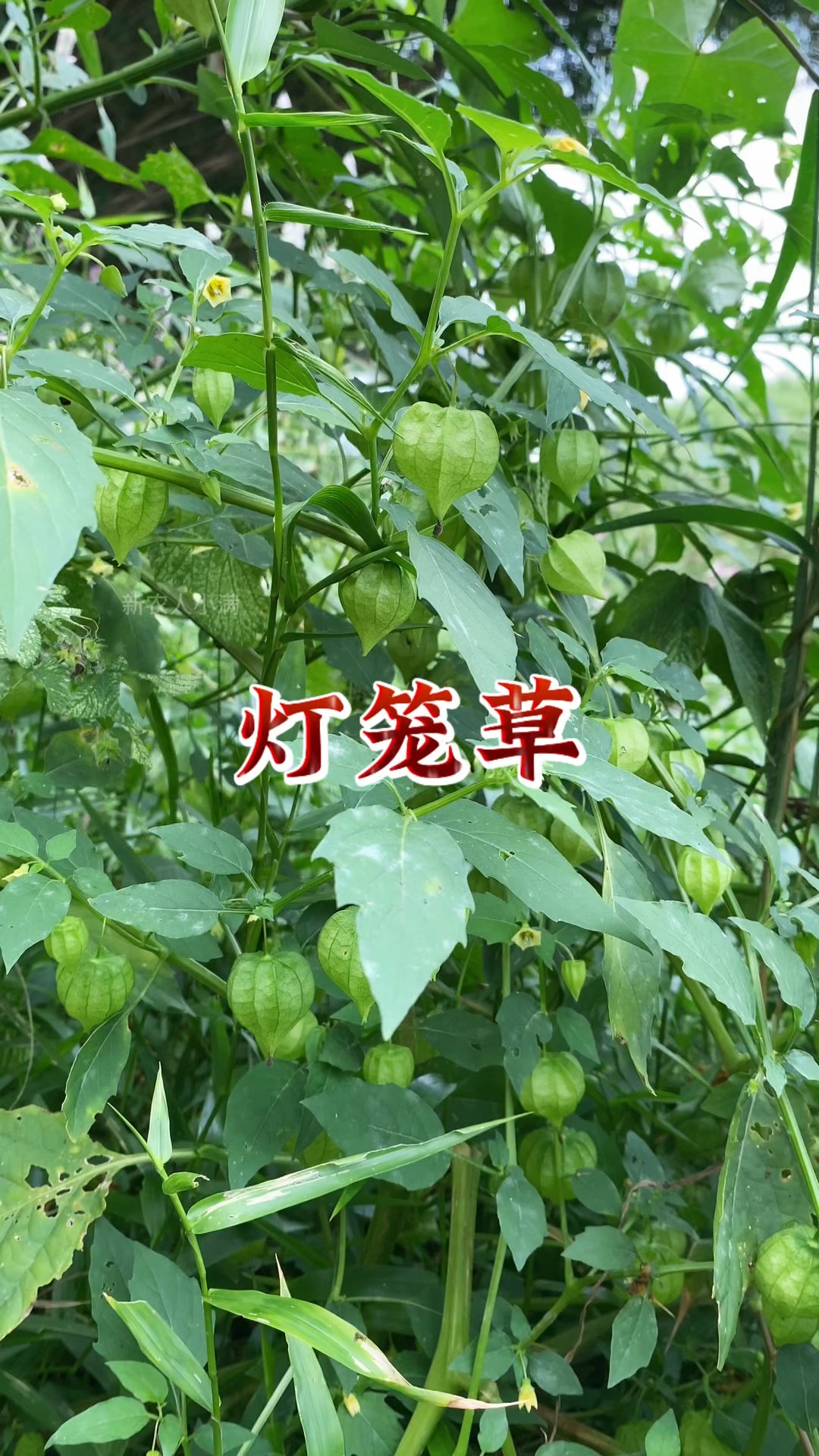 灯笼草图片(灯笼草图片大全大图真实)