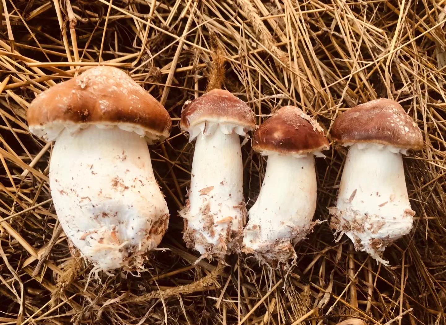 赤松茸怎么做好吃(赤松茸怎么做好吃?清洗和烹饪时需要注意什么?)