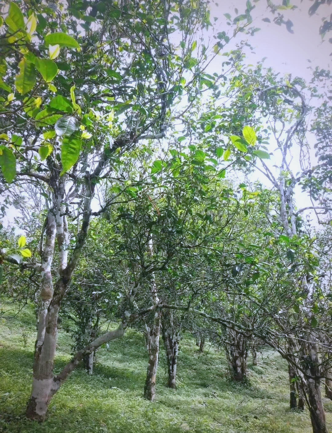 勐海茶区有哪些山头(勐海有哪些普洱茶山头)