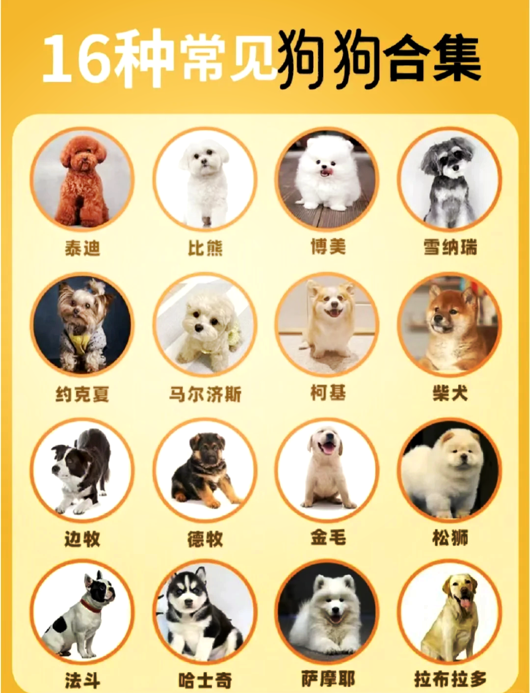 宠物狗大全图片及名称(宠物狗品种图片大全价格) 宠物狗大全图片及名称(宠物狗品种图片大全价格)