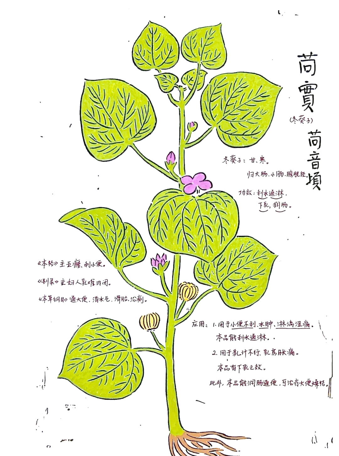 冬葵子别名(苘麻子为啥叫冬葵子)