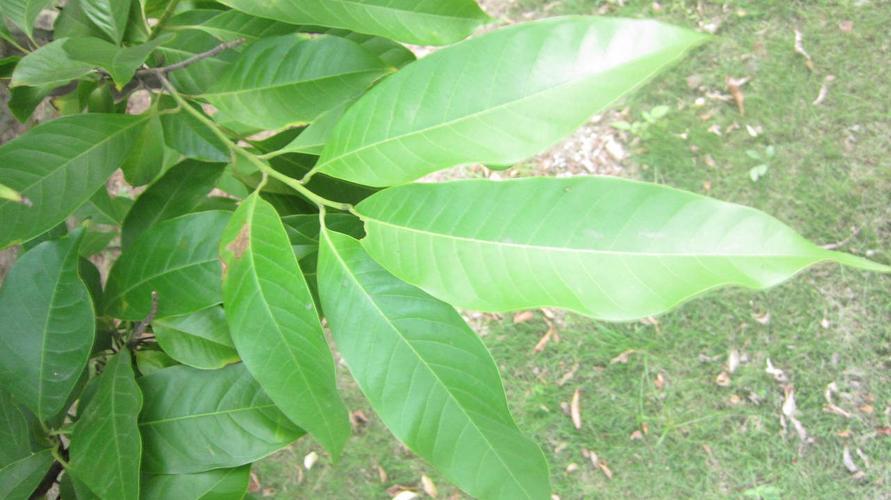白兰花叶(白兰花叶子有锈斑发黄掉叶子怎么办)