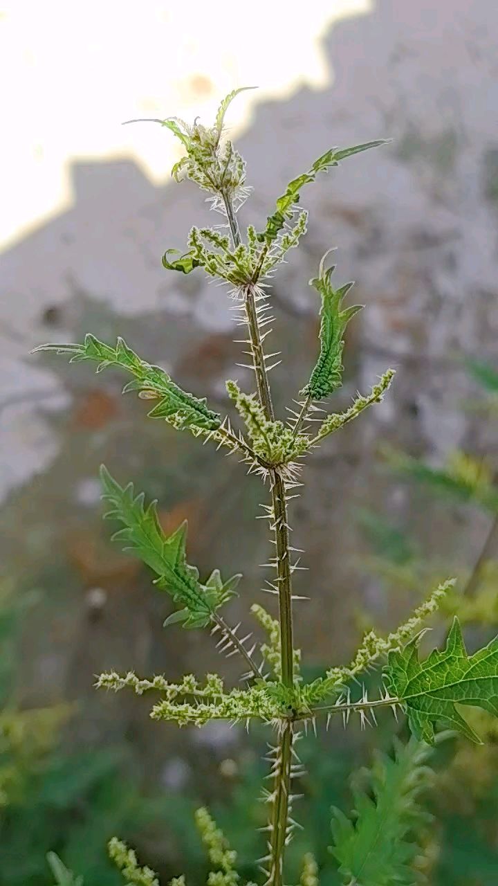 和麻草(和麻草 药用价值)