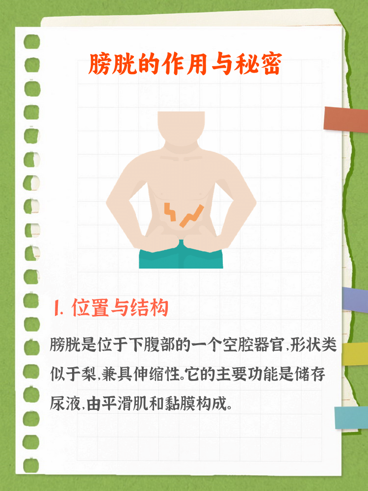 膀胱在小腹哪个位置图片(膀胱在下腹部的左边还是右边)