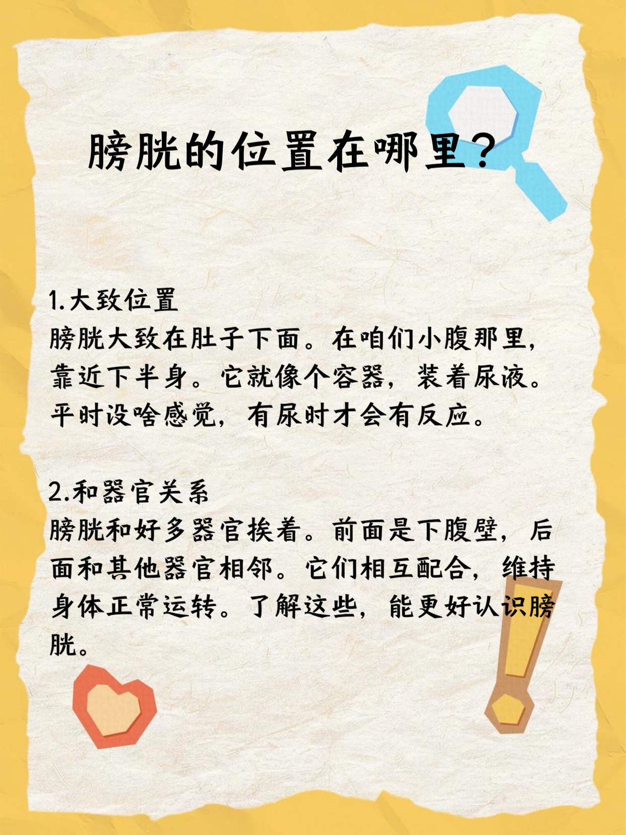 膀胱在小腹哪个位置图片(膀胱在下腹部的左边还是右边) 膀胱在小腹哪个位置图片(膀胱在下腹部的左边还是右边)