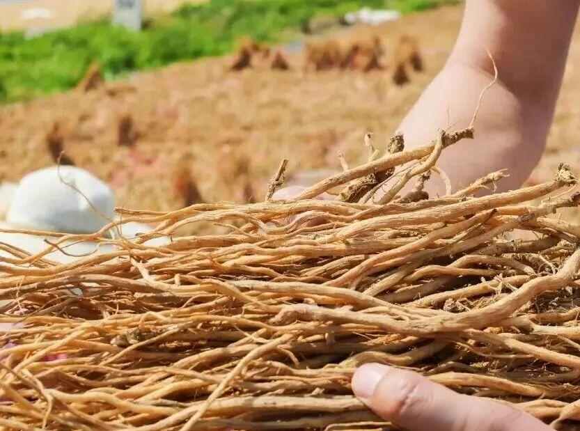 苦地胆(苦地胆透皮抑菌乳膏)