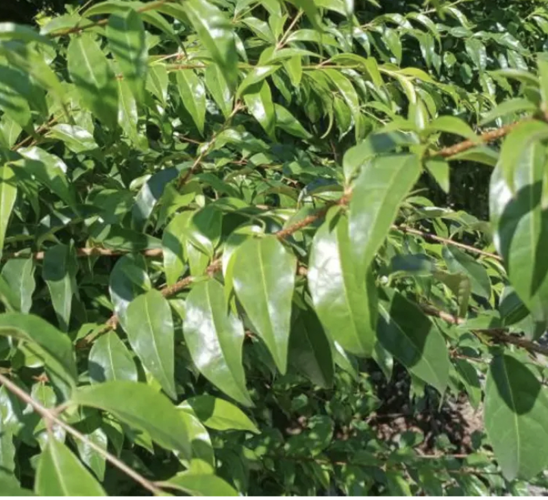 苦丁茶产地(贵州苦丁茶产地)