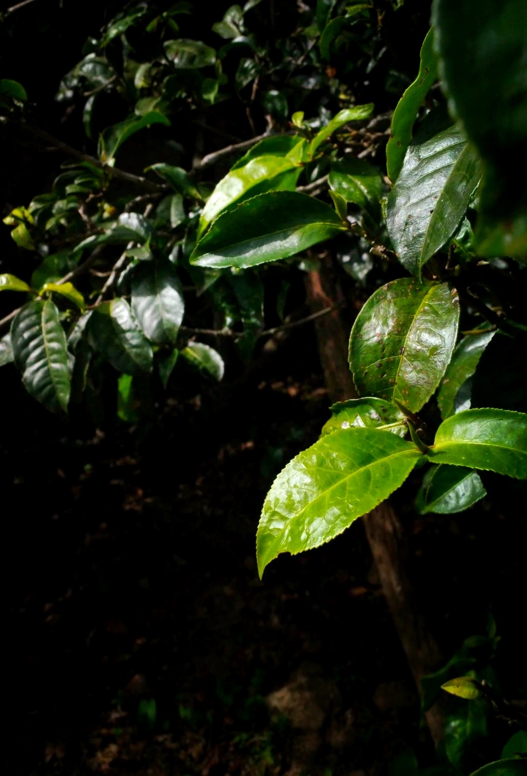 古树茶属于什么茶(古树茶属于什么茶生茶还是熟茶) 古树茶属于什么茶(古树茶属于什么茶生茶还是熟茶)