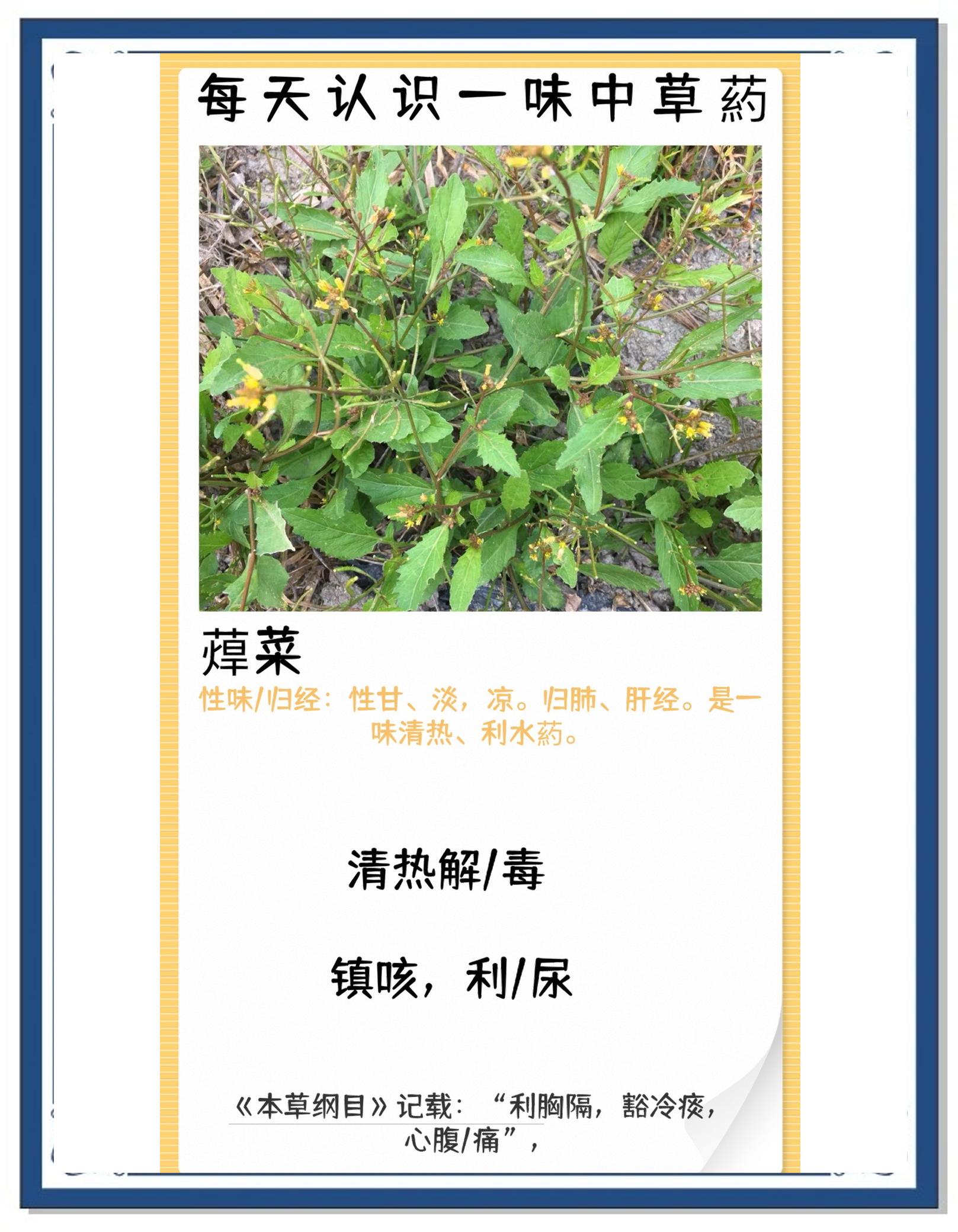 石头菜的功效与作用(石头菜的功效与作用禁忌)
