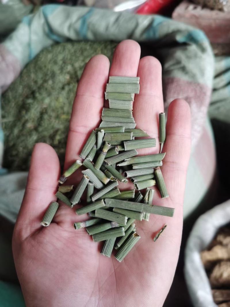 笔筒草图片(笔筒草怎么吃法)