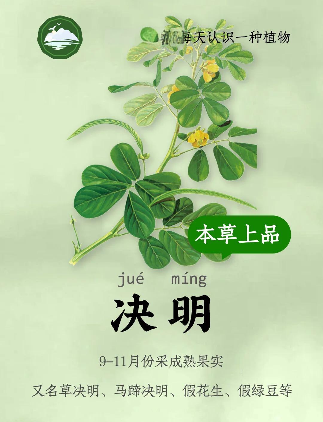 决明子的副作用与禁忌(中药决明子的功效与主治)