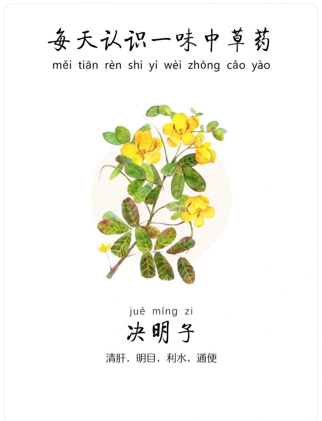 决明子的副作用与禁忌(中药决明子的功效与主治) 决明子的副作用与禁忌(中药决明子的功效与主治)