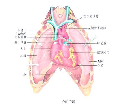 心脏的位置图片(心脏的位置图片 解剖图) 心脏的位置图片(心脏的位置图片 解剖图)