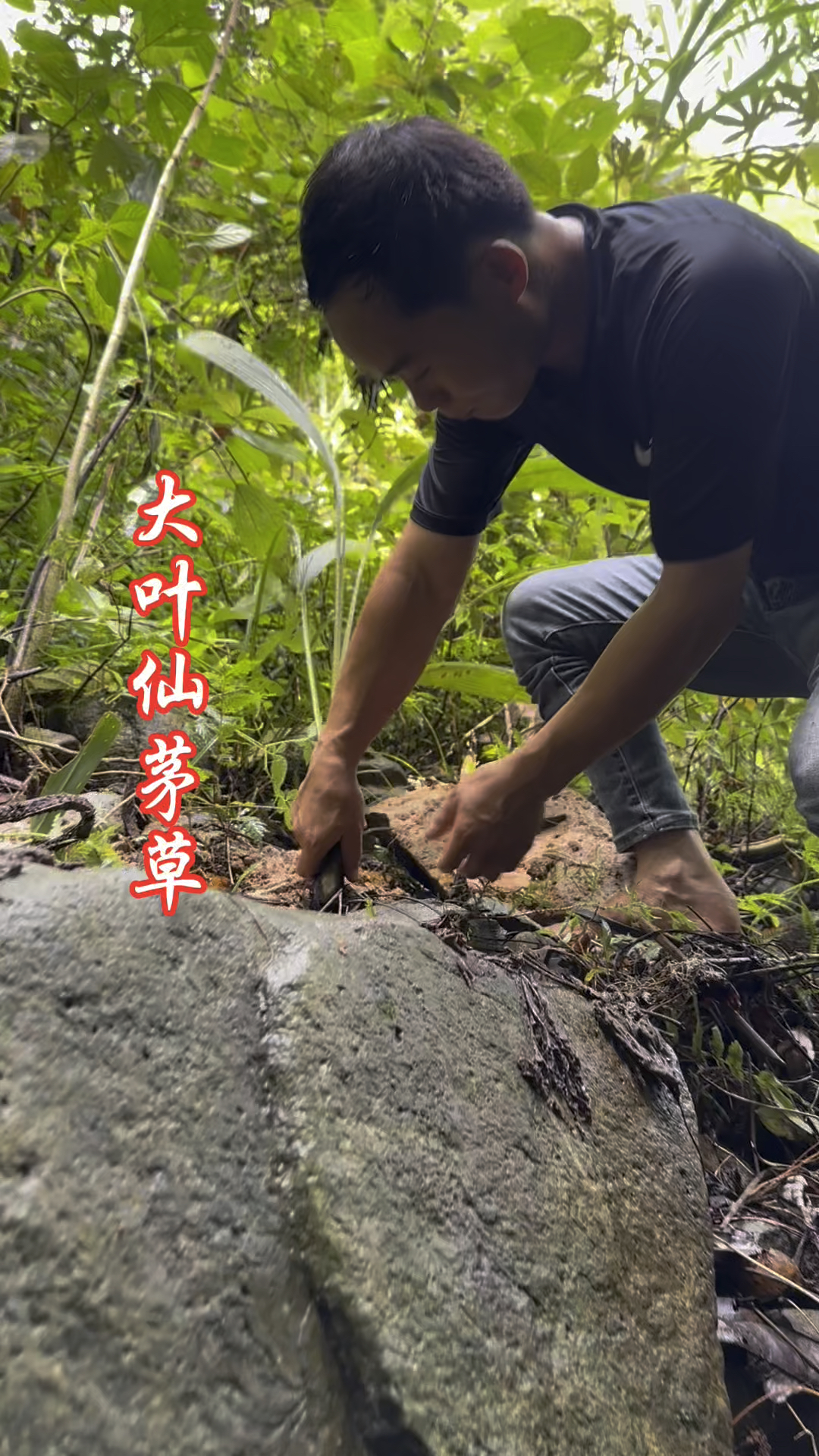 大叶仙茅(大叶仙茅的功效与作用)
