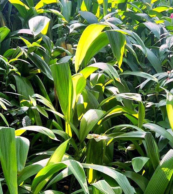 大叶仙茅(大叶仙茅的功效与作用) 大叶仙茅(大叶仙茅的功效与作用)