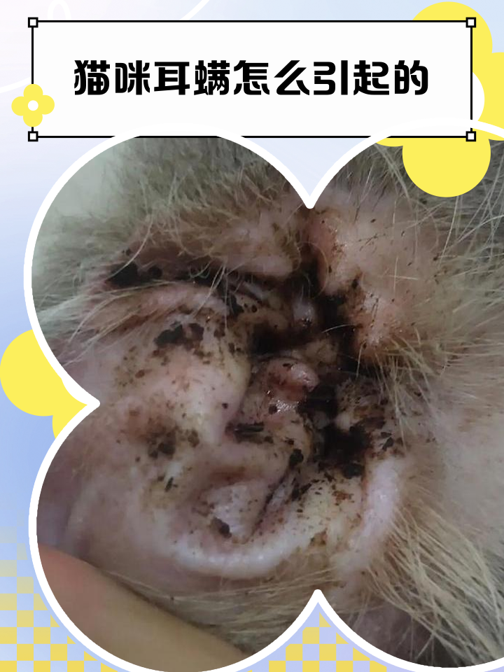 耳螨猫咪图片(耳螨猫咪图片高清) 耳螨猫咪图片(耳螨猫咪图片高清)