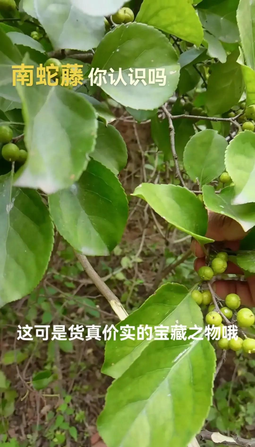 南蛇簕的功效与作用(南蛇簕的功效与作用讲解视频)