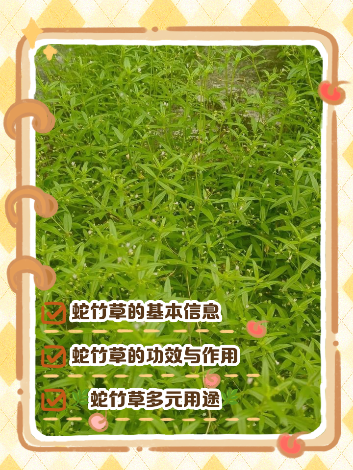 南蛇簕的功效与作用(南蛇簕的功效与作用讲解视频) 南蛇簕的功效与作用(南蛇簕的功效与作用讲解视频)