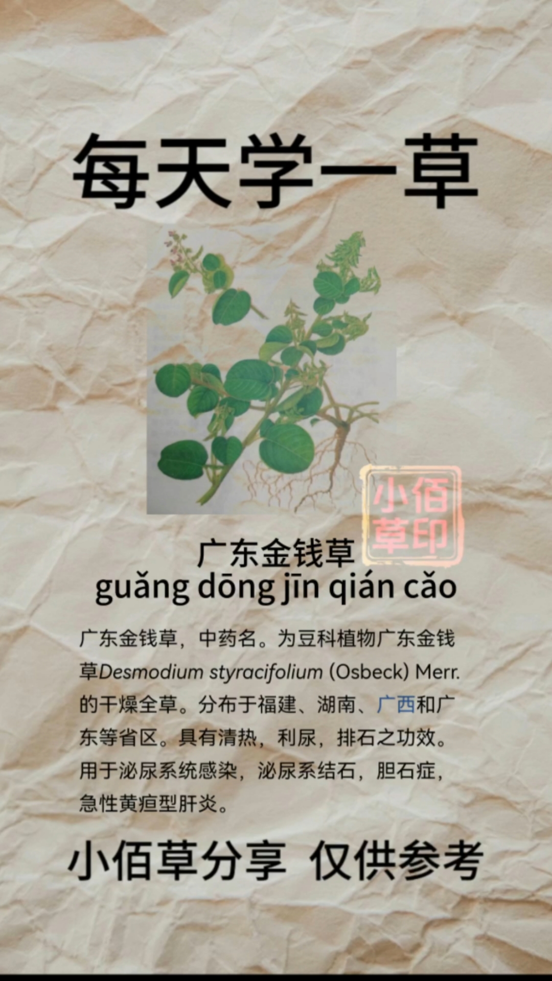 假花生草作用和功效(假花生草作用和功效图片)